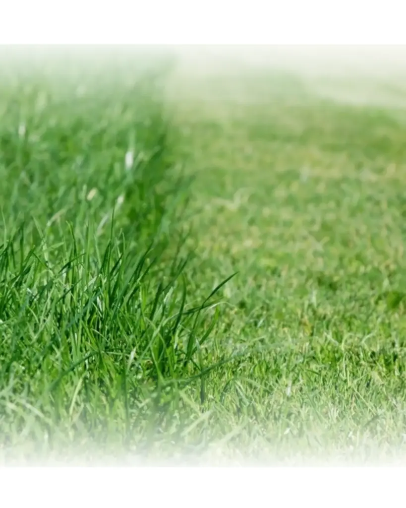 Fondant Herbe coupée