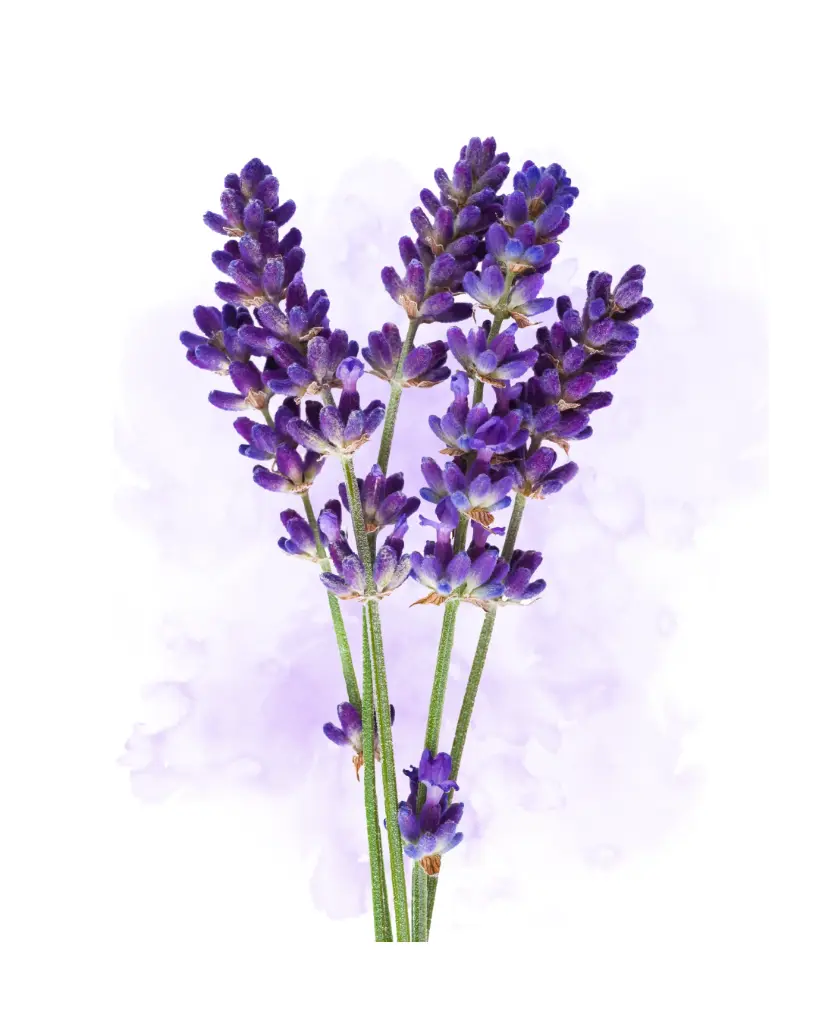 Fondant Lavande