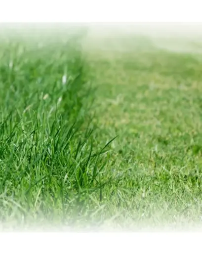 Fondant Herbe coupée