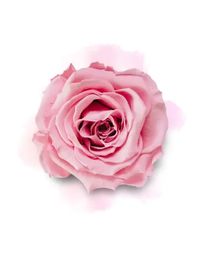 Fondant Rose ancienne